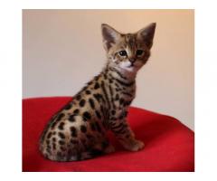 Csodálatos szervál, szavanna és karakál kiscicák elérhetőek