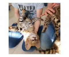 Csodálatos szervál, szavanna és karakál kiscicák elérhetőek